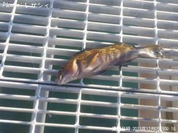 �����ʥ�