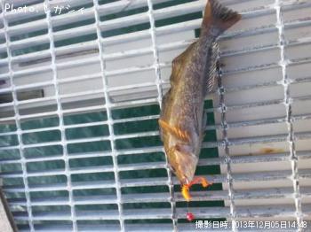 �����ʥ�