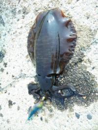 �����ꥤ��