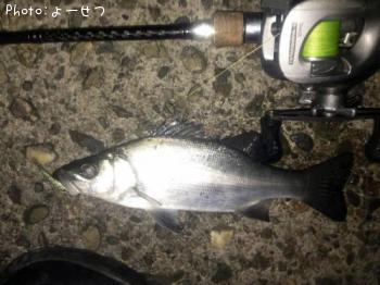 �ҥ饻����