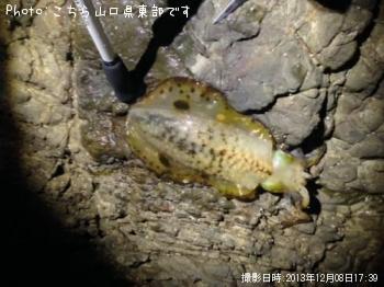 ¥¢¥ª¥ê¥¤¥«