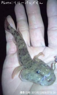 �Ϥ�������