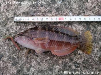 ���������Υϥ٥�