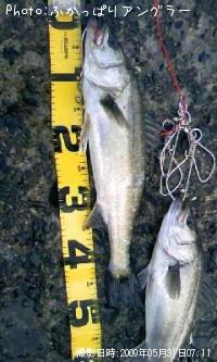 �����Х�