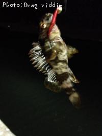 ¥¿¥±¥Î¥³¥á¥Ð¥ë