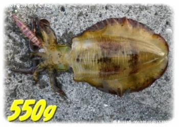 ¥¢¥ª¥ê¥¤¥«