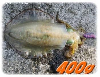 ¥¢¥ª¥ê¥¤¥«