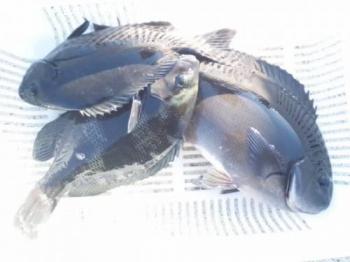 ��Ĺ�᥸��