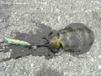 �����ꥤ��