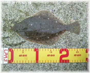 �������쥤