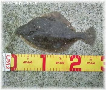 �������쥤