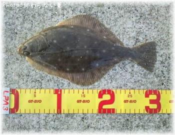 �������쥤