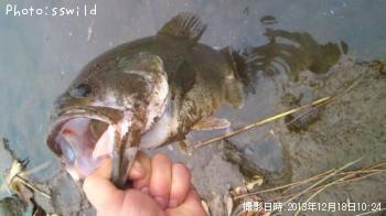 �֥�å��Х�