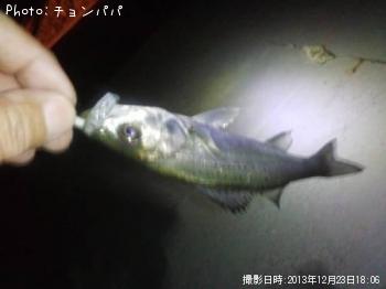 ¥·¡¼¥Ð¥¹¡¡¥ß¥Ë