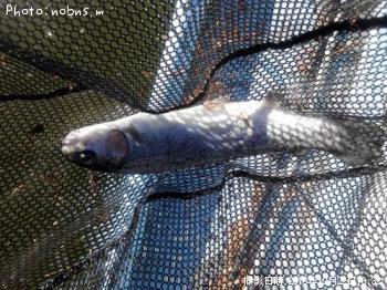 �쥤��ܡ��ȥ饦��