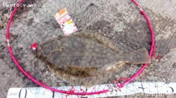 ¥¤¥·¥¬¥ì¥¤