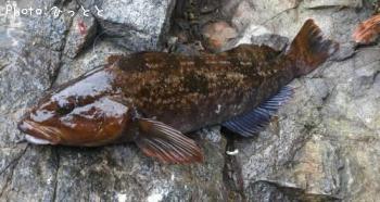 �����ʥ�