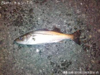 ¥·¡¼¥Ð¥¹¡¡¥ß¥Ë