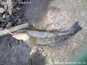 �����ʥ�