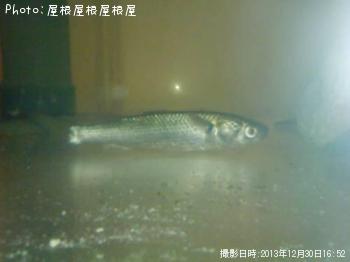 ¥Ü¥é¤Á¤ã¤ó