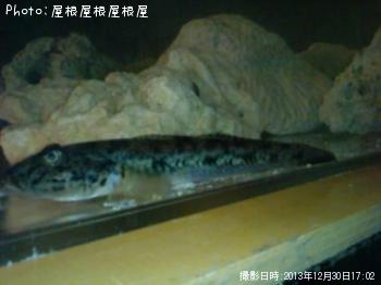 �ϥ������