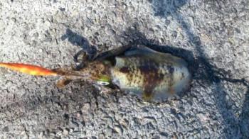 �����ꥤ��