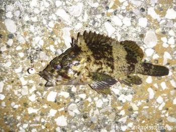 �����Υ���Х�