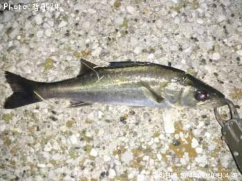 �����Υ���Х�