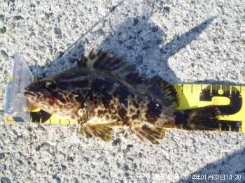 ¥¿¥±¥Î¥³¥á¥Ð¥ë