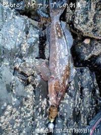 �����ʥ�