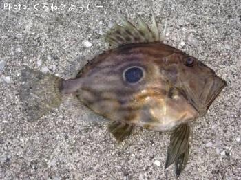 ¤Þ¤È¤¦¤À¤¤