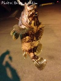 �����Υ���Х�