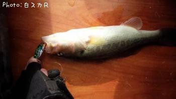 ¥é¡¼¥¸¥Þ¥¦¥¹¥Ð¥¹