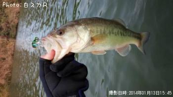 ¥é¡¼¥¸¥Þ¥¦¥¹¥Ð¥¹