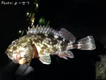 ¥«¥µ¥´