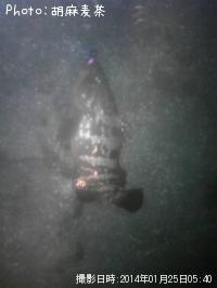 �����ϥ�