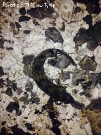 �����ʥ�