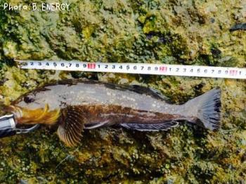 �����ʥ�