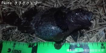 ¥á¥Ð¥ë¡õ¤á¤Ã¤Á¤ãÊ¢¥Ñ¥ó¥½¥¤