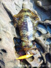 �����ꥤ��