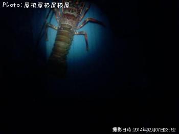 ������Ϸ