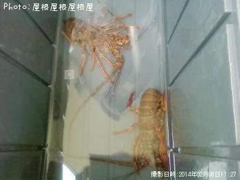 ������Ϸ