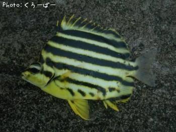 ¥«¥´¥«¥¥À¥¤