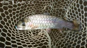 �쥤��ܡ��ȥ饦��