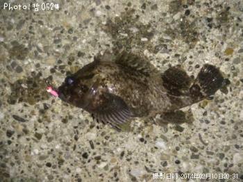 ��饽��