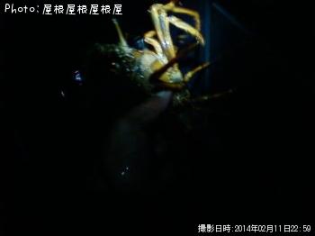 ������Ϸ