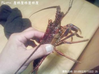 ������Ϸ