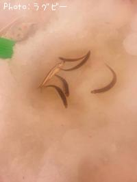 �狼����