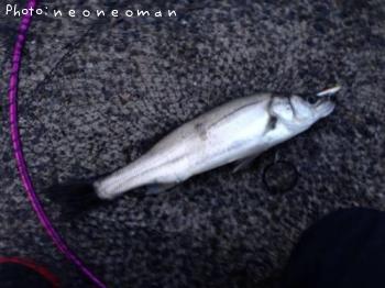 �����Х�