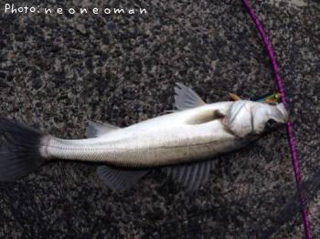 �����Х�